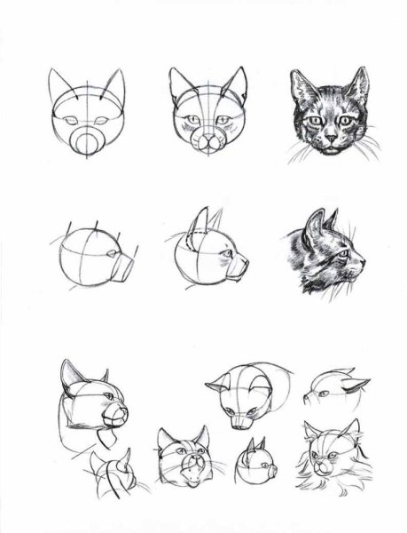 Рысь рисунок пошагово