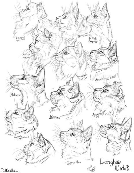 Анатомия морды кота