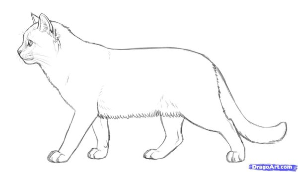 Кот вид спереди и сбоку