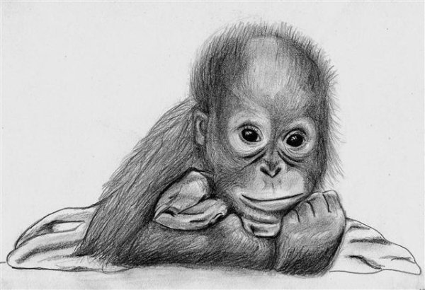 Обезьяна карандашом