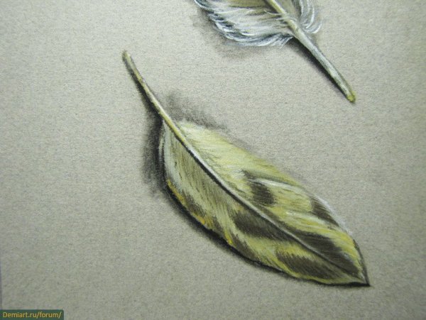 Перо синицы