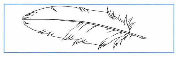 Зарисуйте перья птиц которые вы рассмотрели