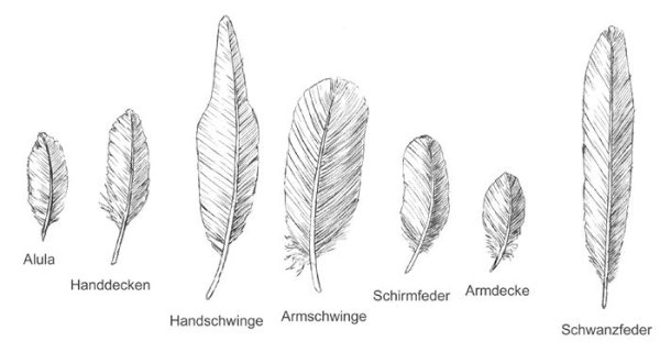 Различные перья птиц