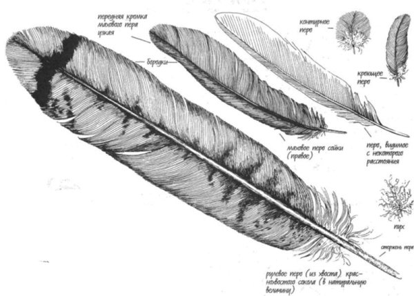 Перо голубя рисунок