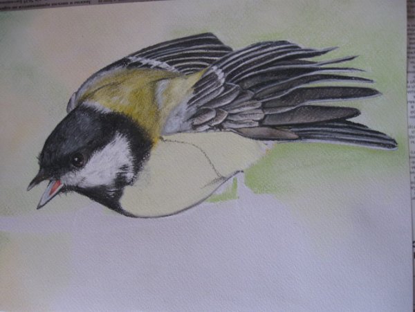 Перо Совы тату