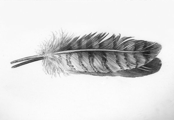 Перо селезня