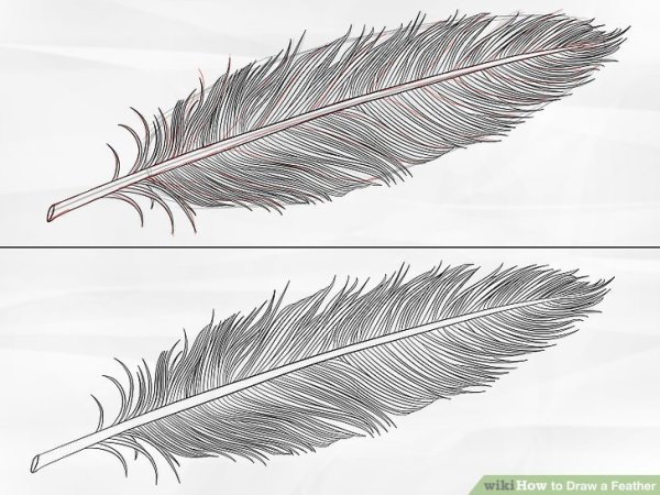 Поэтапное рисование перо