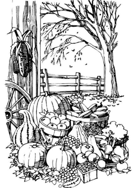 Раскраска "сад-огород"