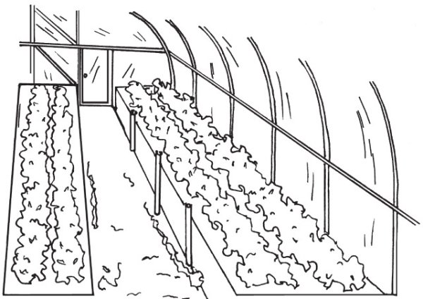 Раскраска. В огороде