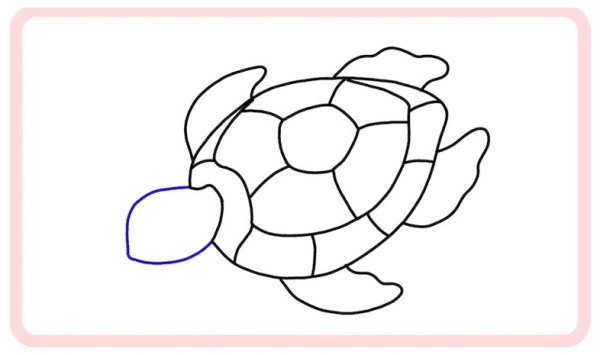 Этапы рисования черепахи