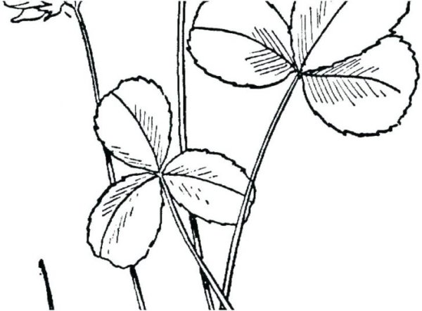 Трилистник раскраска для детей