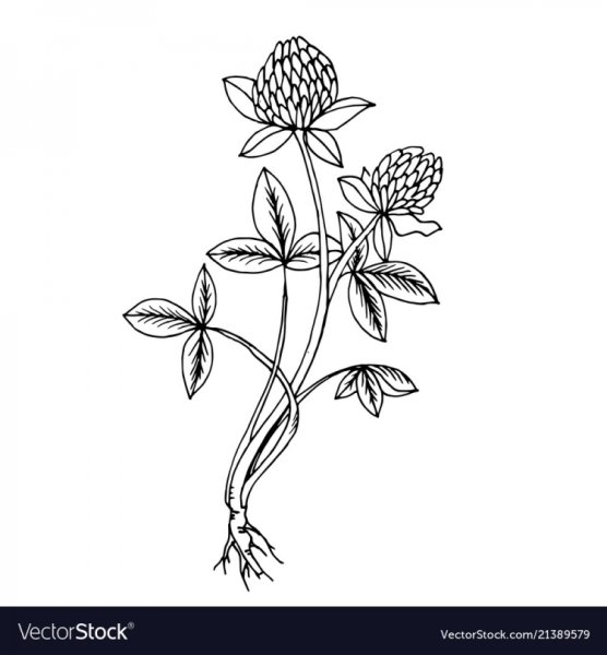 Нарисовать Клевер красный Луговой