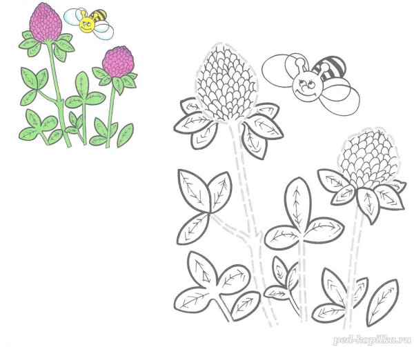 Клевер раскраска