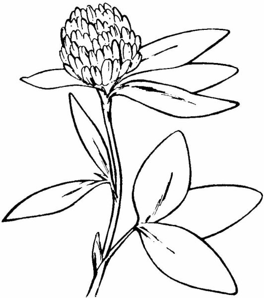 Четырехлистный Клевер контур