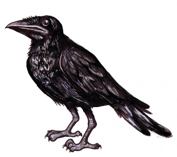 Нарисовать ворону