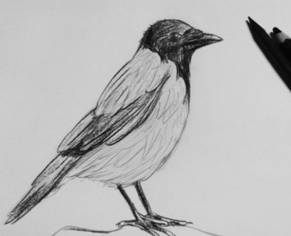 Рисунок вороны карандашом