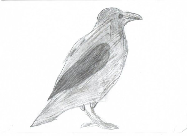 Грач раскраска для детей