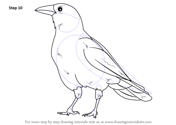 Ворона рисунок легкий