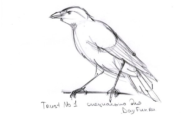 Ворона рисунок легкий