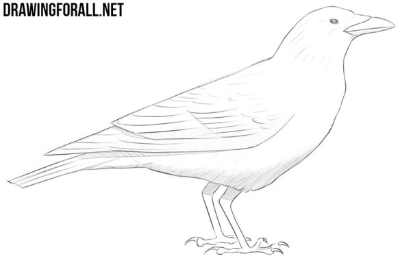 Ворона карандашом для детей