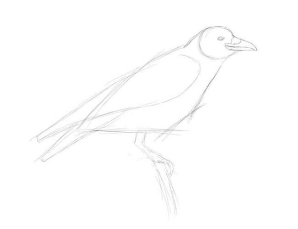 Ворона на крыше раскраска