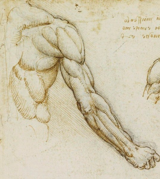 Леонардо да Винчи рисунки животных