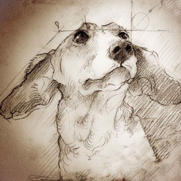 Леонардо да Винчи ботаника