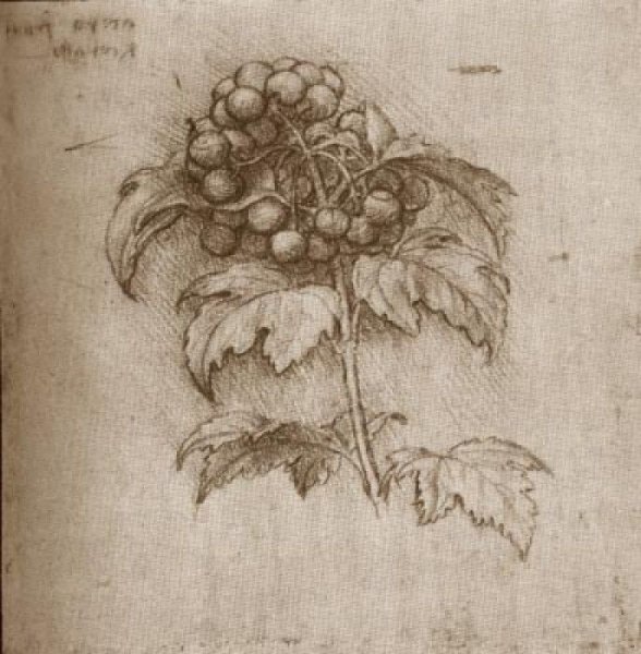 Леонардо да Винчи Наброски женщин