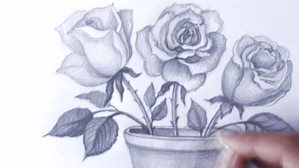 Розы в вазе для срисовки