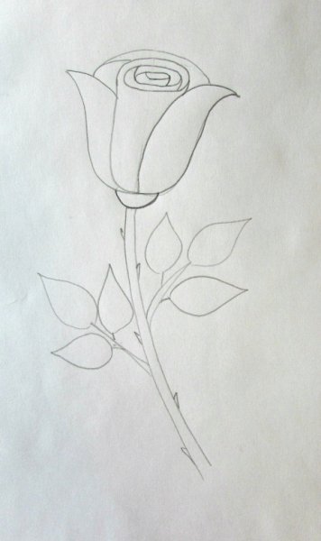 Ваза с цветами розы карандашом