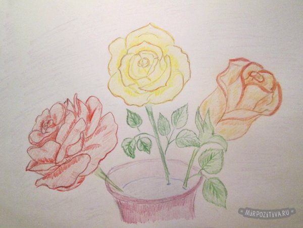 Комнатная роза карандашом