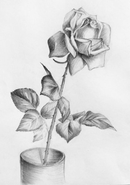 Растения карандашом роза