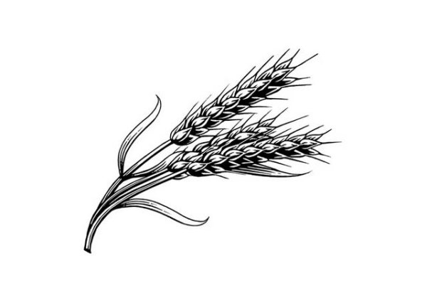 Колосок пшеницы