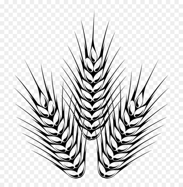 Пшеница эскиз