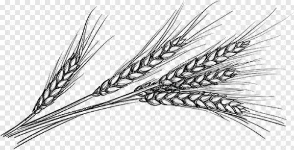 Пшеница эскиз