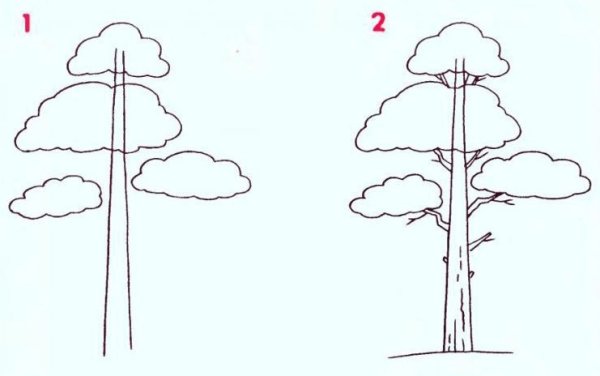 Сосна рисунок карандашом для детей