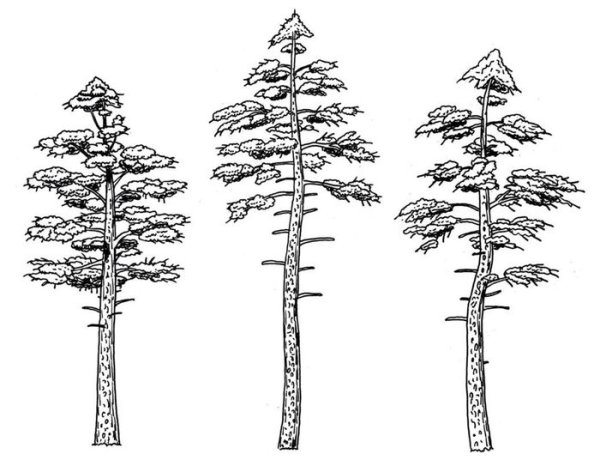 Дерево сосна карандашом