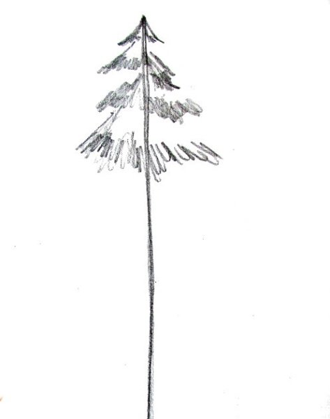 Хвойное дерево карандашом