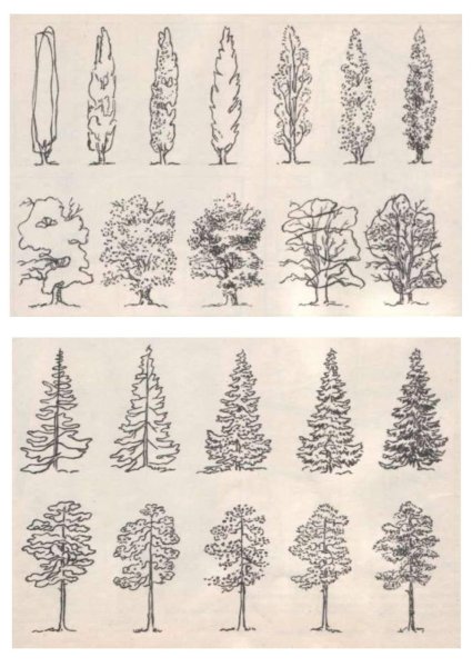 Раскраска ель и сосна