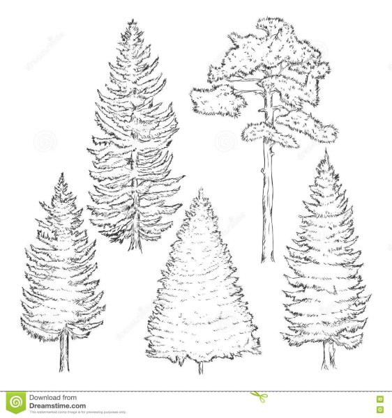 Хвойное дерево карандашом