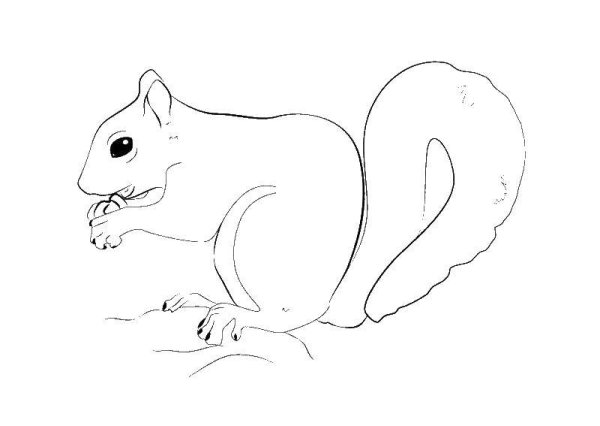 Рисунок белки с орешками