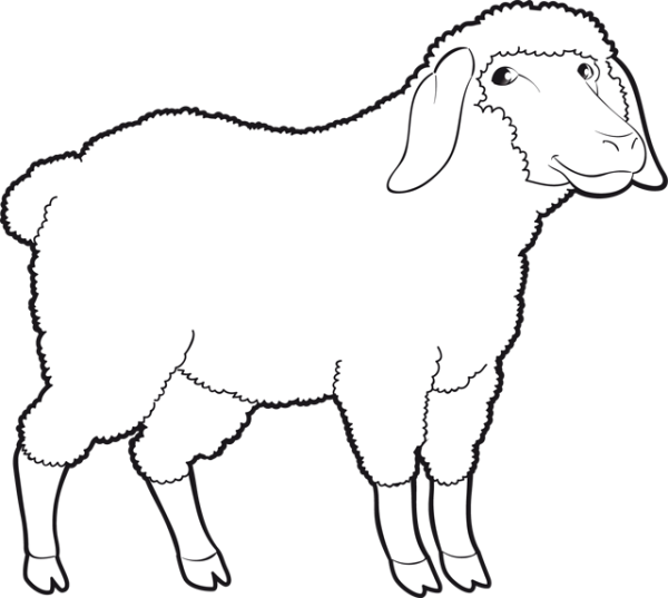 Овца рисунок карандашом