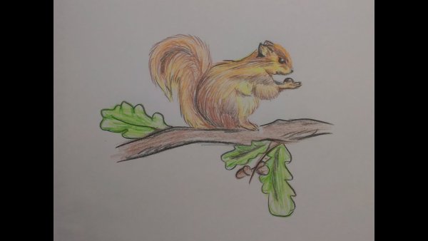 Белка на сосне раскраска