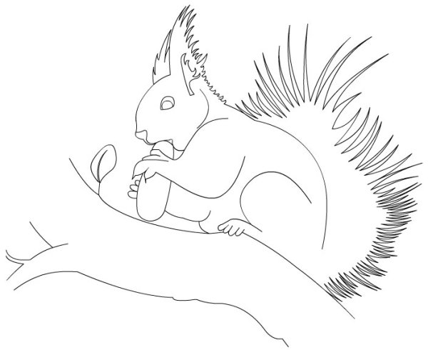 Раскраска белка с бельчатами лесу