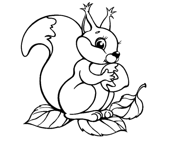 Белка на ветке карандашом