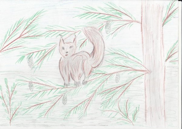 Белка на дереве раскраска