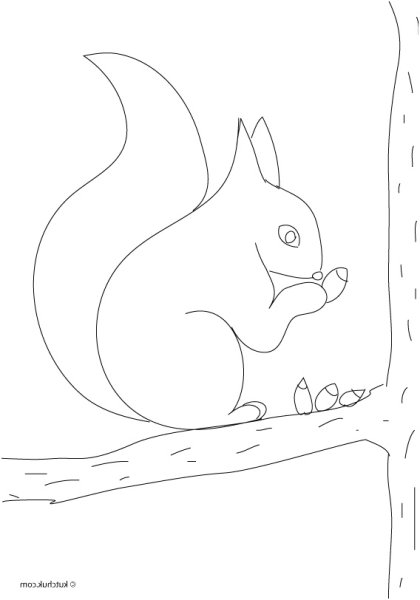 Рисунок белки