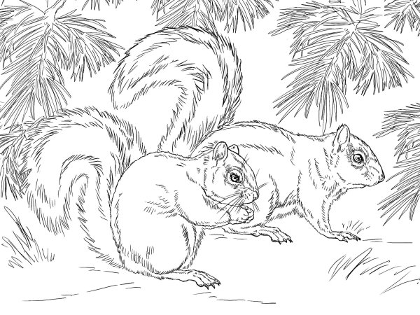 Белка раскраска