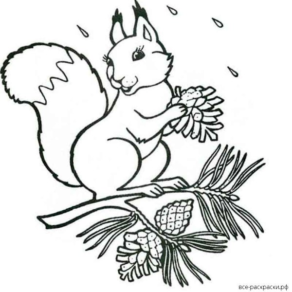 Раскраска "Лесные жители"