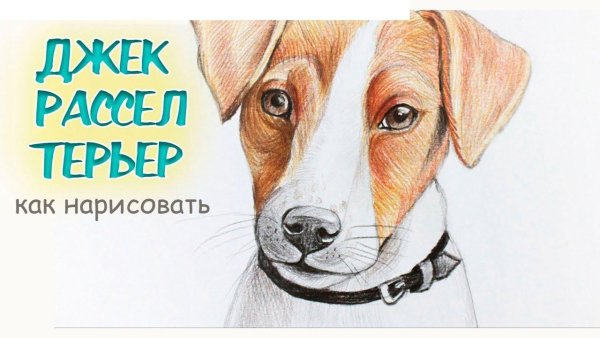 Джек Рассел терьер рисунок